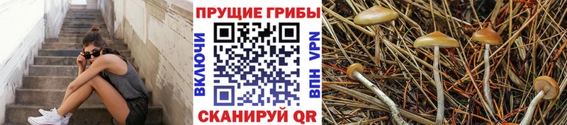 купить   Протвино  Псилоцибиновые грибы мухоморы 